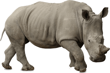 Rhino Png Pic