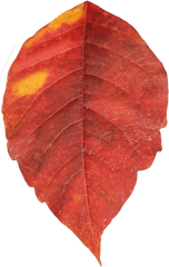 Autumn Leaf Single Transparent Png - Single Leaves Images Png