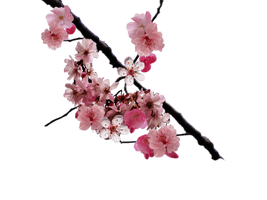 Cherry Blossom - Free PNG