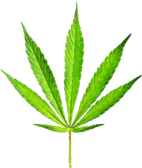 18 Weed Plant Psd Images Marijuana Png Leaf Transparent