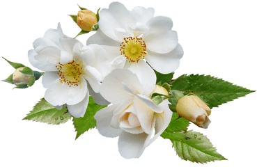 Rose White Single - White Green Flower Png