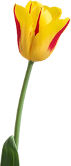 Tulip Png Image - Tulip Flower Hd Png