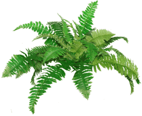 Fern Transparent Png Clipart Free - Portable Network Graphics