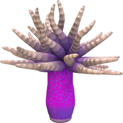 Dorites Anemone - Hand Png