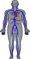 Ch20 Veins - Simple Veins And Arteries In The Body Png