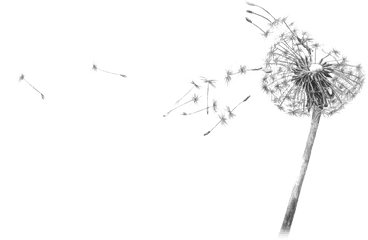 Dandelion Blowing Drawing Transparent - Flower Black And White Gif Png