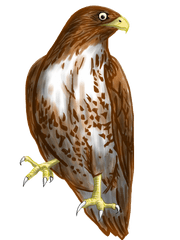 Falcon Png Transparent Picture - Hawk Clipart Transparent Background