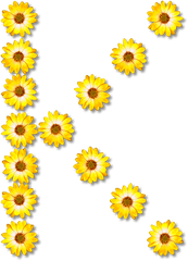 Sunflower Seed Chrysanths Plant Png - Sunflower Letter Y Png