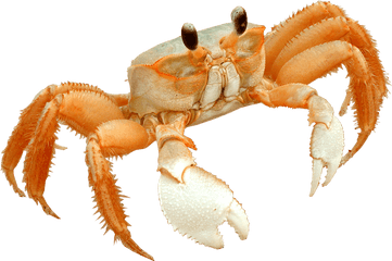 Transparent Crab Beach - Freshwater Crab Transparent Beach Crab Png