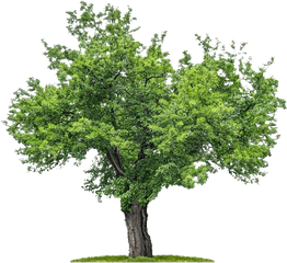 Download Png Plan Trees - Mulberry Tree Png