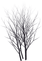 Png Winter Bush 05 - Winter Shrub Png