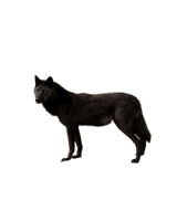 Wolf Png Image Picture Download