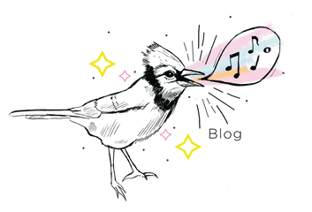 Blog Adrienne Kisner - Blue Jay Png