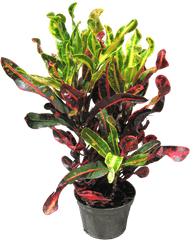 Indoor Office Plants - Garden Croton Png