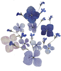 Vintageflowersfleurvictoriabea Violet - Violette Blue Blue Dried Flowers Png