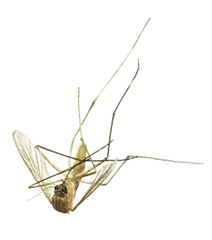 Mosquito Png Image - Transparent Dead Mosquito