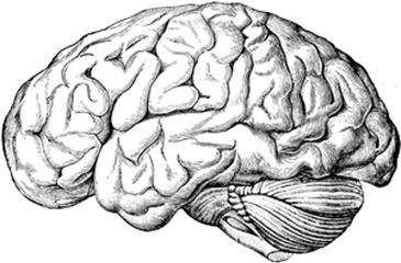 Human Brain A Text - Human Brain Anatomy Drawing Png