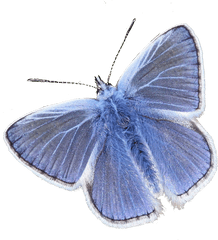 Transparent Imgs - Butterfly Sticker Tumblr Transparent Png