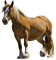 Horse Png Image