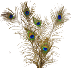 Peacock Feathers Png Crest - Background Mor Pankh Png