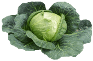 Cabbage Png Image