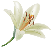 Lily Clipart - Free PNG