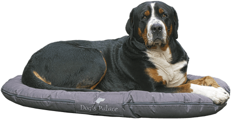 Bernese Mountain Dog Images - Dog Bed Transparent Background Png