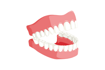 Dentures Organ Jaw Png Clipart - Tooth Dental Png