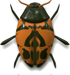 Ladybug Dark Green And Orange Transparent Png - Stickpng Green Orange Bug Png