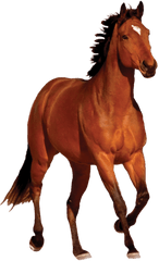 Transparent Horse Hd - Horse Images Png