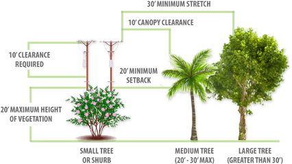 Planting Guidelines City Of Ocala - Attalea Speciosa Png