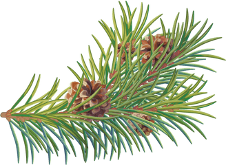 Download Free Png Pine Tree Branch - Two Needle Pinyon Pine Two Needle Pinyon Pine