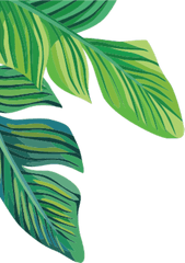 Download Hd Report Abuse - Banana Leaf Transparent Tropical Palm Leaf Transparent Background Png