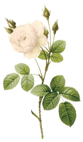 White Rose Png Image Flower White Rose Png Picture