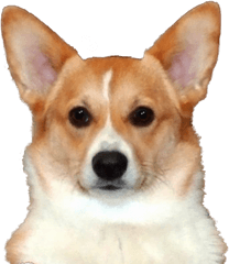 Corgi Clipart Transparent Background - Corgi Transparent Png