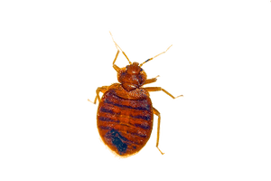 Pest Bug Bed HQ Image Free - Free PNG