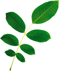 Wgc New Leaf Transparent Background Faded - Total Wellness Tree Png