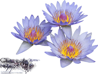 Download Liked Like Share - Water Lilies Png Image With No Water Lilies