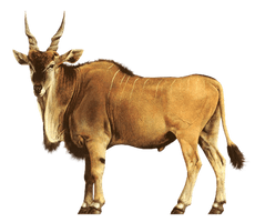 Wildlife Antelope Eland Africa Common HQ Image Free PNG