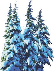 Pine Trees Snow Winter - Free Vector Graphic On Pixabay Pine Trees Winter Png