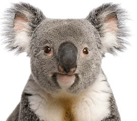 Support Australian Wildlife Koala Aid - Koala Bear Png