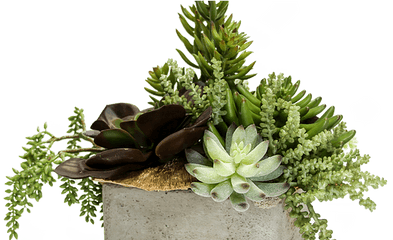 House Of Design - Succulent Arrangements Rosette Png