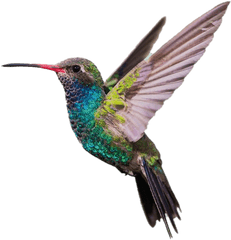 Hummingbird Png Hd Quality Play - Hummingbird Png