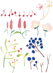 Flowers Plants Twig - Free Image On Pixabay Png