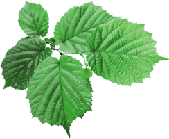 Fresh Leaves Green Tea Free HD Image - Free PNG