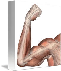 Muscle Arms Png - Biceps Muscle Arm Flex