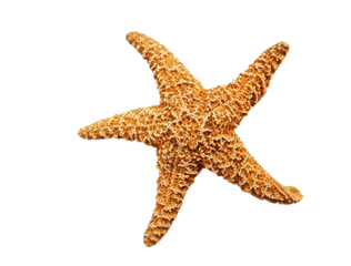 Starfish Dried Png Image - Starfish Png