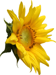 Sunflower Png Images - Sunflower Side View Png