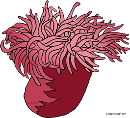 Stock Ocean Png Files - Sea Anemone Clipart