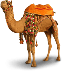 Camel Png - Camel Images Hd Png